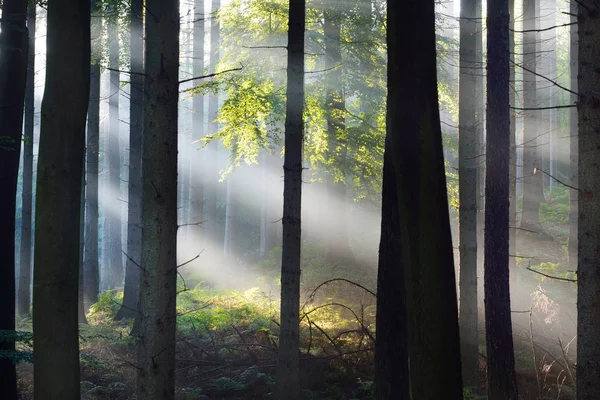 Güneş ışınları puslu bir ormandaki bir siste