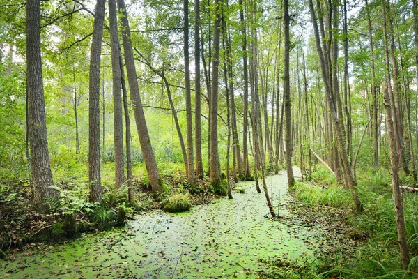 Erdő mocsári borított növények békalencse — Stock Fotó