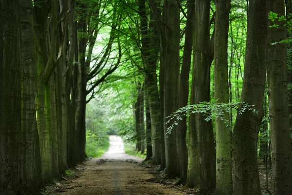 Passerella in una verde foresta di faggi primaverili — Foto Stock