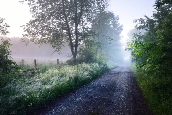 Road in a morning misty foggy forest — Stock Photo, Image
