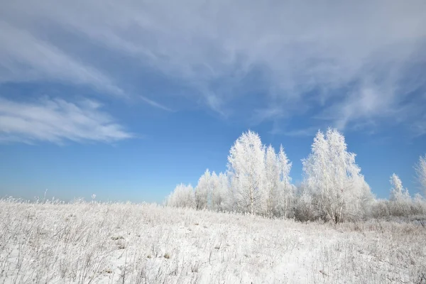 Berken boom bos bedekt met sneeuw en rijm — Stockfoto