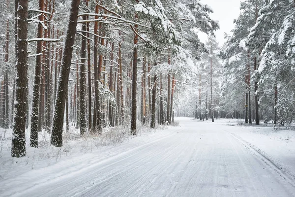 Obelagda vintern skogsväg — Stockfoto