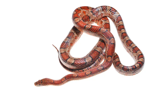 Colourful red exotic grass snake — Stock Photo, Image