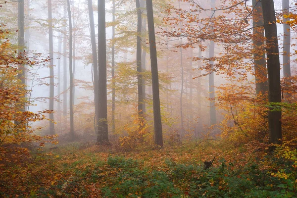 Gizemli sabah sis sonbahar bir ormanda