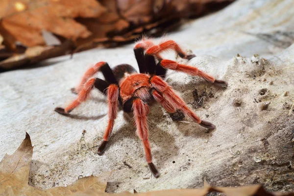 Birdeater tarantula spider Brachypelma boehmei — Stockfoto