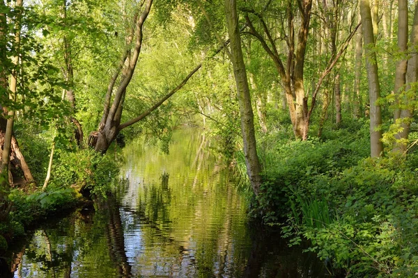 Bahar çalılar tarafından çevrili huzurlu kanal