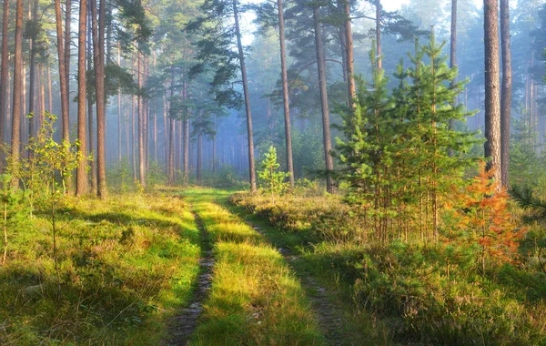 En väg och dimmig soluppgång i lövskogen — Stockfoto