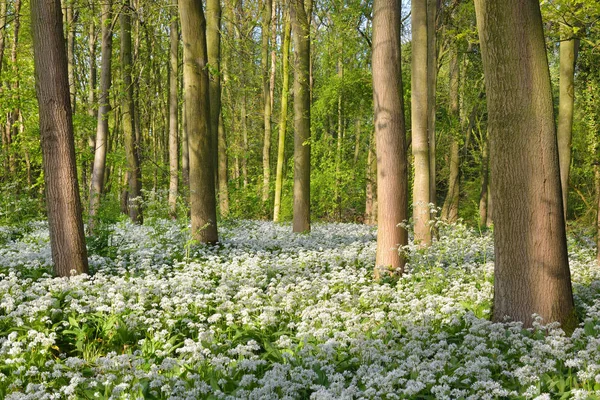 Spring forest with blooming white flowers — Stock fotografie