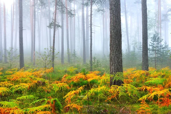 Foggy lever de soleil dans la belle forêt de feuillus — Photo