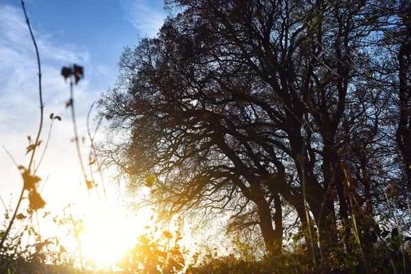 Artystyczny sylwetka drzewa przeciw zachód słońca — Zdjęcie stockowe