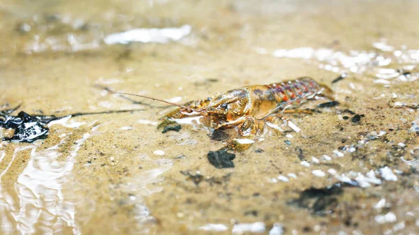 Amerikanischer Stachelbäckenkrebs in einem Waldfluss — Stockfoto