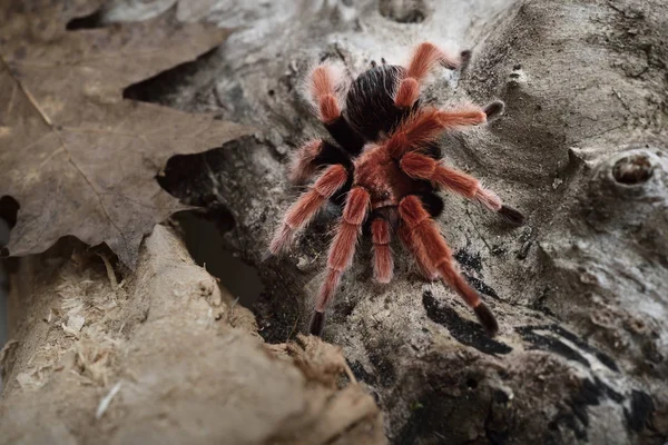 Birdeater tarantula spider Brachypelma smithi — стокове фото