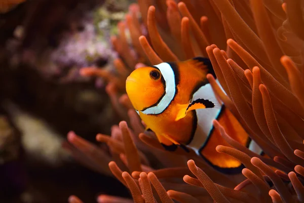 Amphiprion Ocellaris Clownfish In Marine Aquarium — Stock Photo, Image