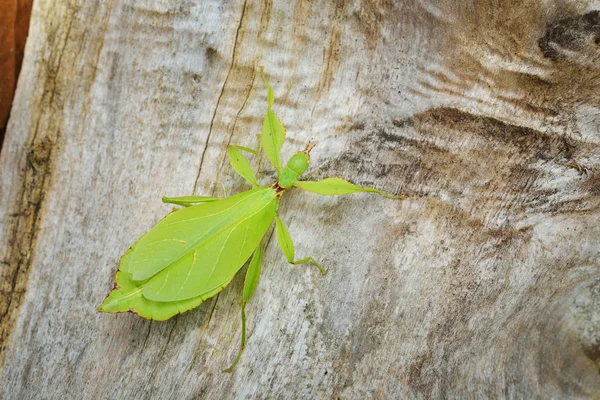 緑の葉のようなスティック昆虫 Phyllium-レヴェンシュタイン腫瘍 — ストック写真