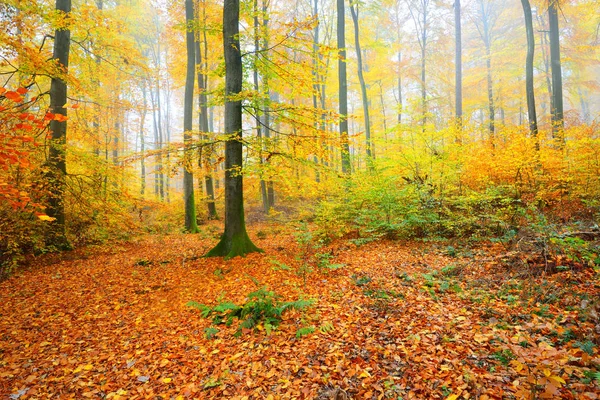 Vacker bokskog på hösten — Stockfoto