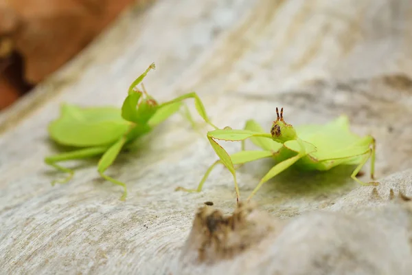 Insectos-pau-de-folhas-verdes Phyllium giganteum — Fotografia de Stock