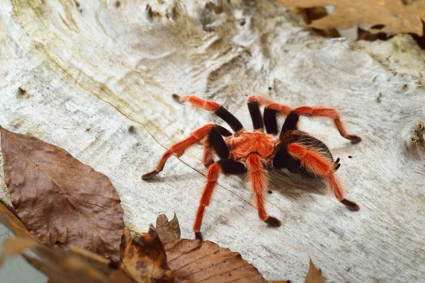 Birdeater tarantula spider Brachypelma boehmei — Zdjęcie stockowe