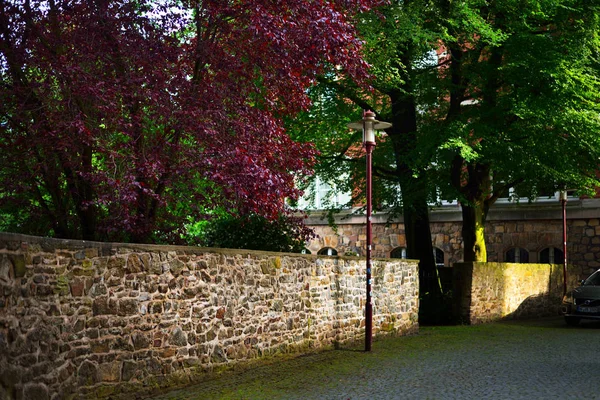 Ağaçlar ve çalılar ile sakin bir Arnavut kaldırımlı sokakta 