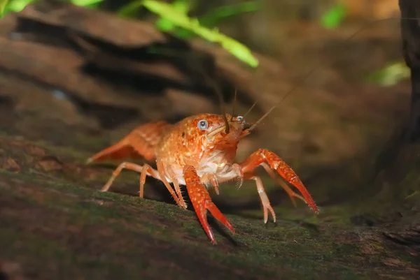 Louisiana swamp crayfish Procambarus clarkii — Stock Photo, Image