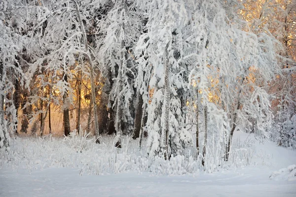 雪と樹氷は、森林に覆われています。 — ストック写真