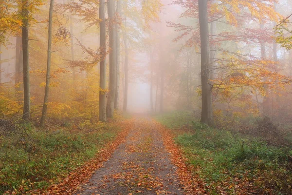 Misteriosa niebla matutina en el bosque otoñal — Foto de Stock