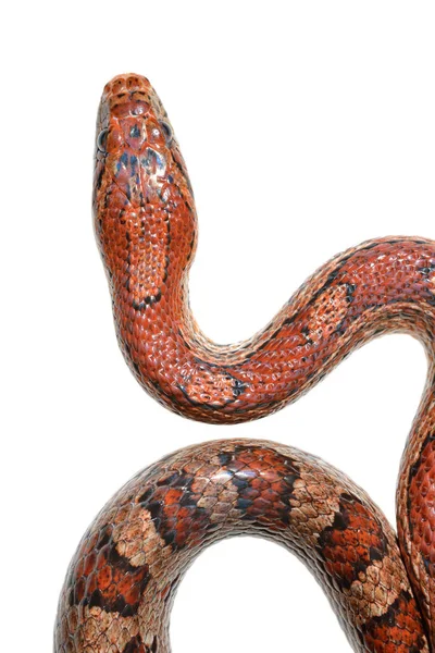 Serpiente de hierba exótica roja colorida — Foto de Stock