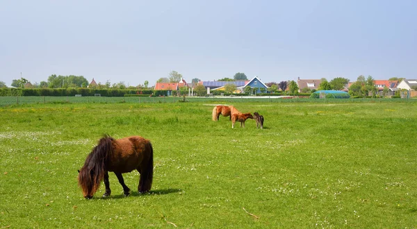 Aranyos Shetland pónik legeltetés mező — Stock Fotó