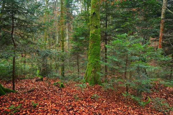 Floresta de pinheiros de outono cênica — Fotografia de Stock