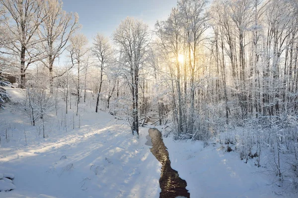 Snowcovered 树环绕的森林溪流 — 图库照片