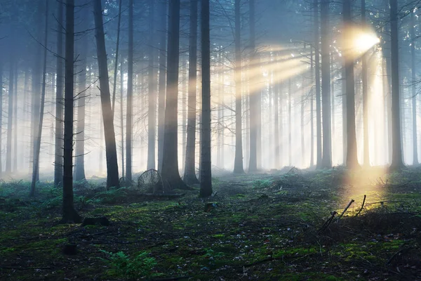 霧の神秘的な森の中の太陽光線 — ストック写真