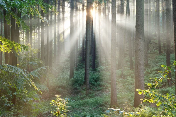 Raggi di sole in una nebbia in una foresta nebbiosa — Foto Stock