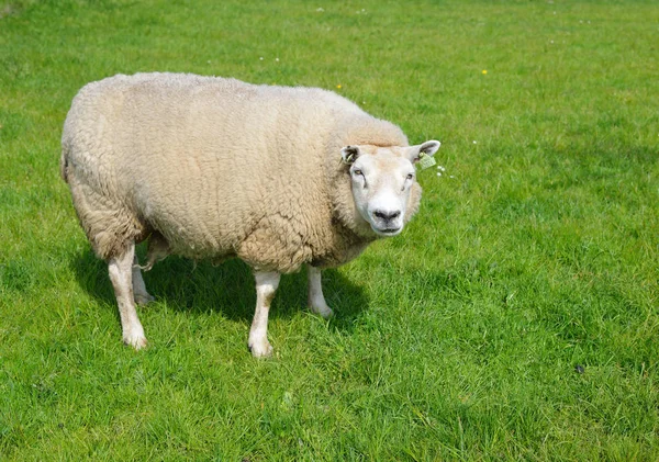 Sheep on the green field — Stock Photo, Image