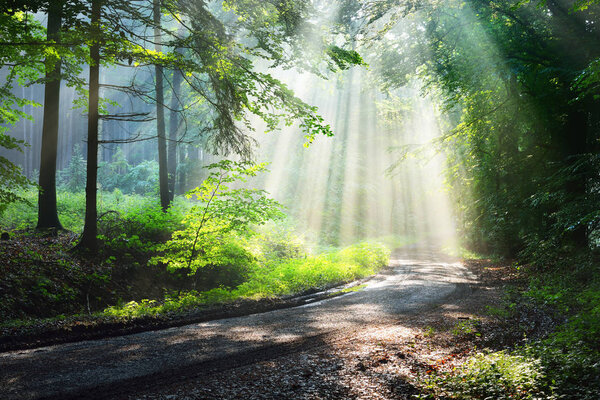 Forest road with sun rays
