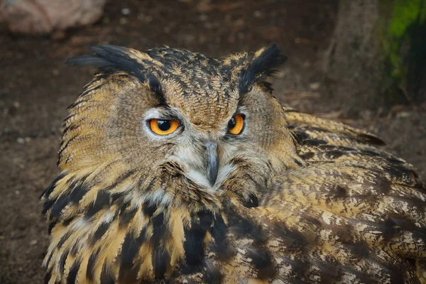 Eurasian eagle-owl in natural environment — Stock Photo, Image