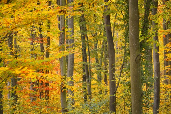 Krásný Bukový les na podzim — Stock fotografie