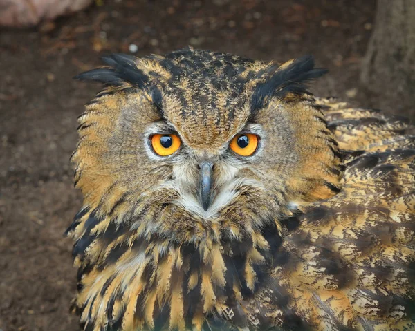 Eurasian eagle-owl in natural environment — Stock Photo, Image