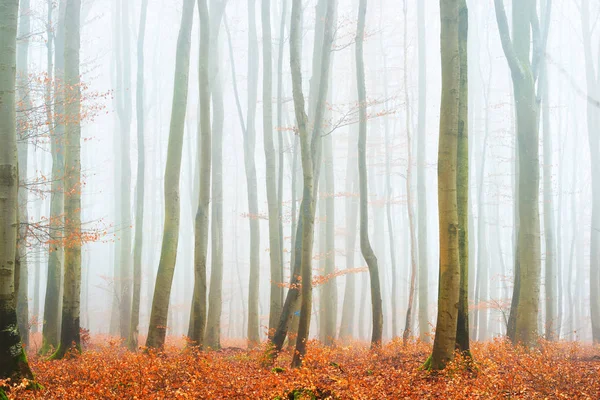 Sisli sonbahar Orman ağacı siluetleri ile