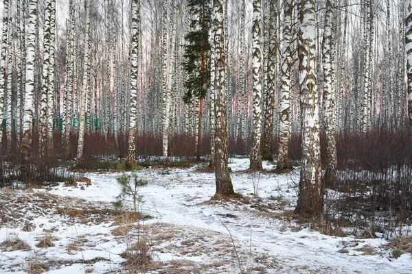 Kışın güzel beyaz huş ağacı orman 