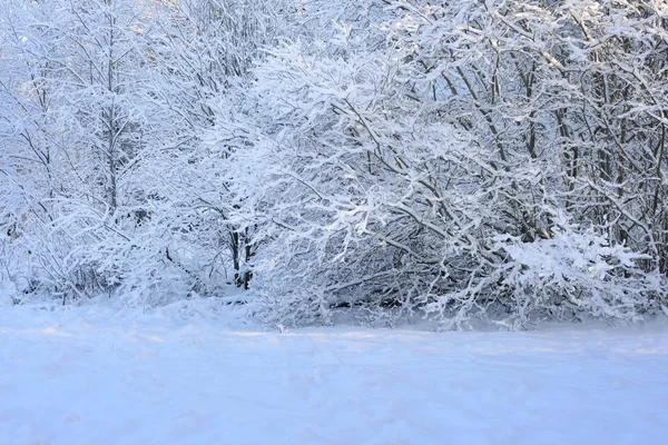 Winterwunderland in einem Laubwald — Stockfoto