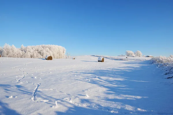 雪覆盖的冬日地里的干草包 — 图库照片