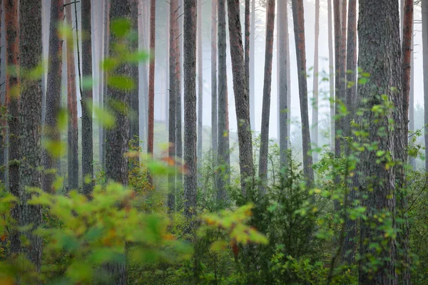 Nascer do sol nebuloso na bela floresta caduca — Fotografia de Stock