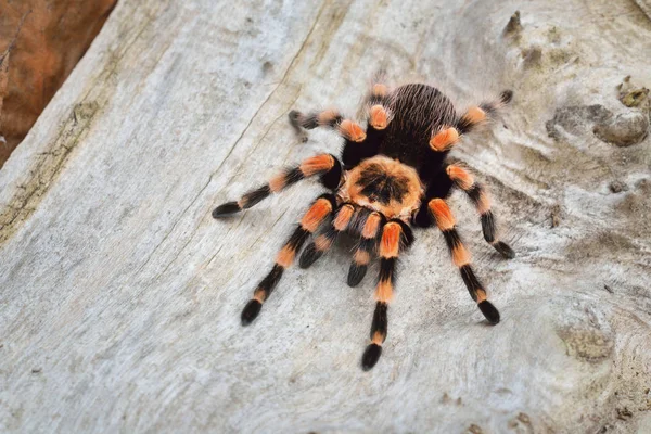 Birdeater tarantula spider Brachypelma smithi
