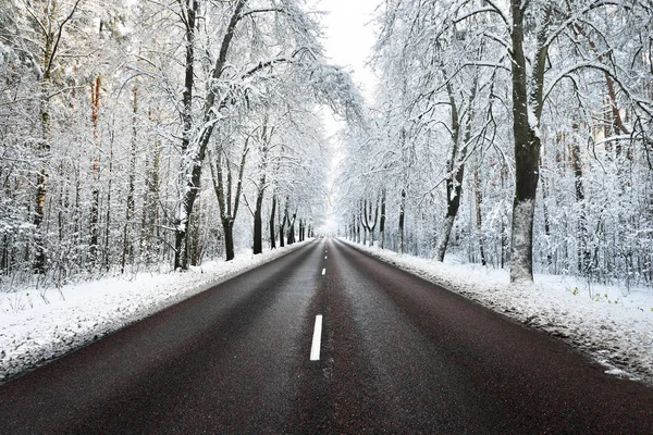 Allée d'arbres enneigés et la route — Photo