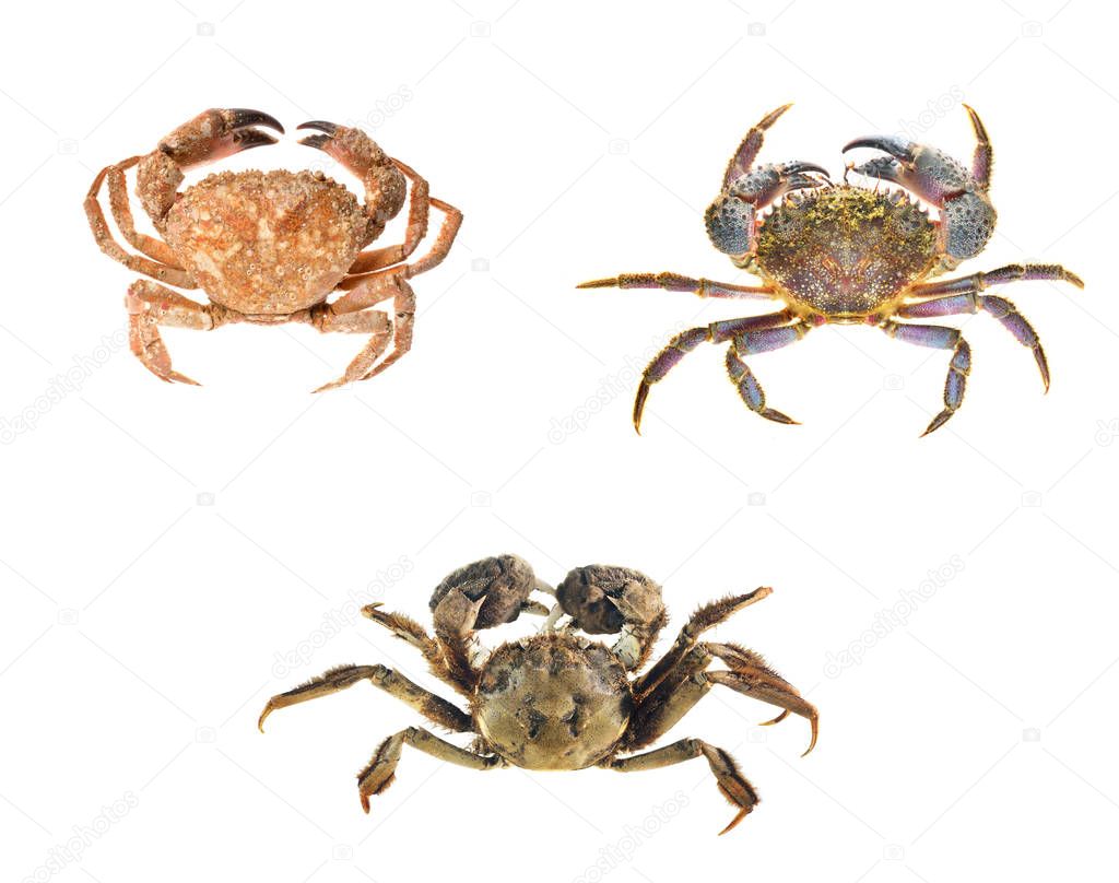 Crab compilation isolated 