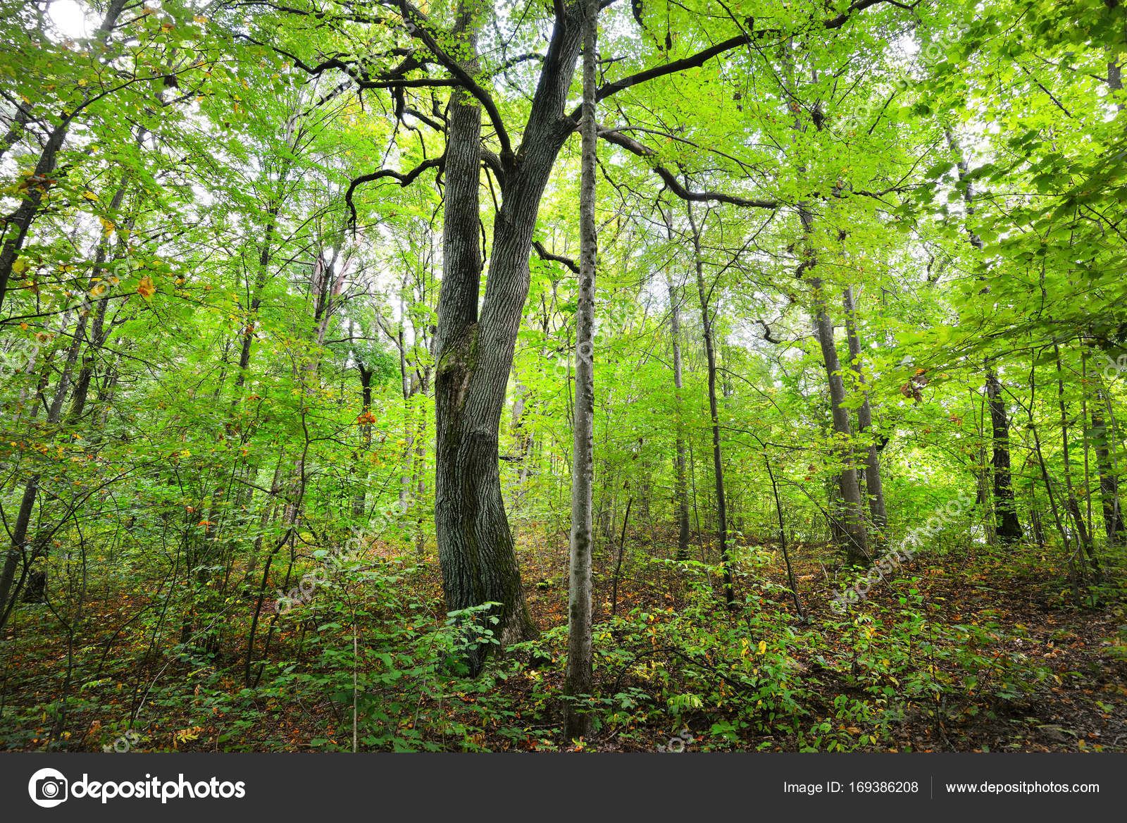 初期の秋の落葉広葉樹林 — ストック写真 © alex.stemmer #169386208, image size:1600x1168