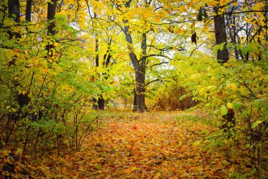 Eski parkta bir sonbahar sokak