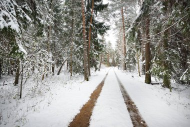 Küçük orman yolu üzerinde ilk kar