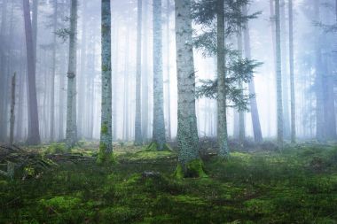Moss ile karanlık sisli çam ormanı