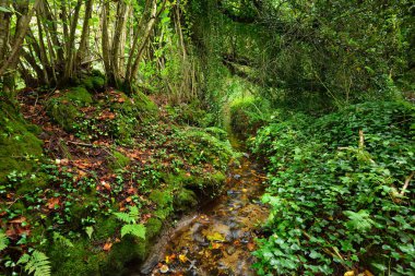 Yeşil ela akışında küçük orman