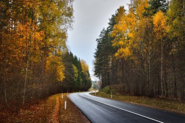 Otoban yol, renkli bir sonbahar ormanındaki 